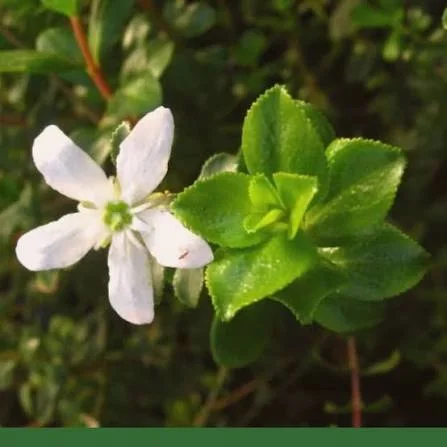 Buchu leaf, one of the traditional botanicals in the PressureCalm blend