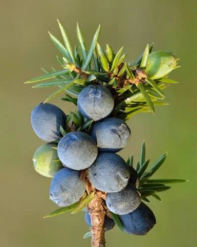 Juniper berries, an antioxidant botanical in the PressureCalm heart blend